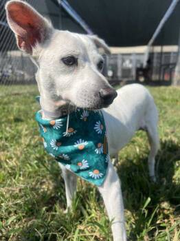 Rescue Chihuahua Dogs for Adoption in Durango, Colorado - Muneca | PetCurious