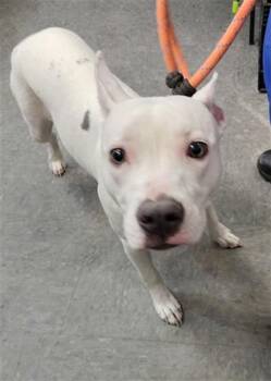 ATHENA -  Pit Bull Terrier Dog for Adoption in Casper, Wyoming - ATHENA | PetCurious