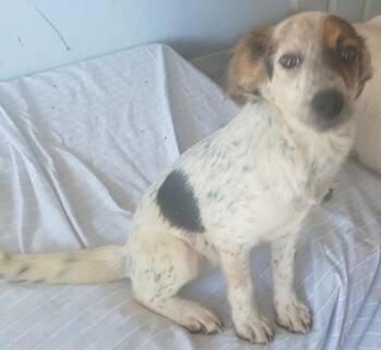 Shay -  Australian Cattle Dog Blue Heeler Dog for Adoption in Mena, Arkansas - Shay | PetCurious