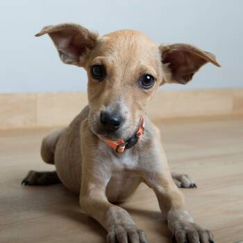 Rescue Beagle and Cattle Dog Dogs for Adoption in Minnetonka, Minnesota - Cornbread D67094 | PetCurious