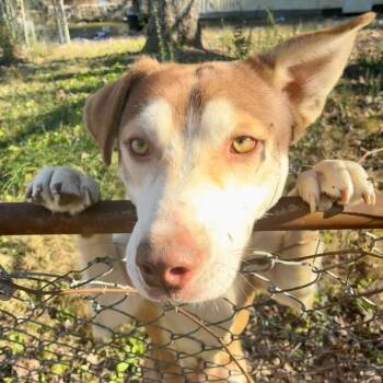 Rescue Husky Dogs for Adoption in Chattanooga, Tennessee - Marcus | PetCurious