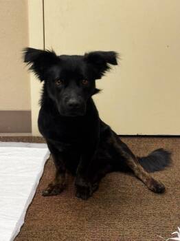 Rescue Dachshund Dogs for Adoption in Sanford, Florida - Taco | PetCurious