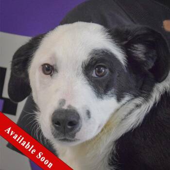 Border Collie Dogs Available for Adoption in Huntley, Illinois - Oliver | PetCurious