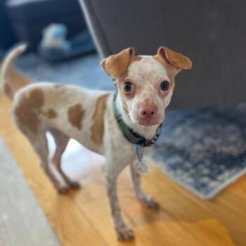 Chihuahua Dogs Available for Adoption - Coconut | PetCurious