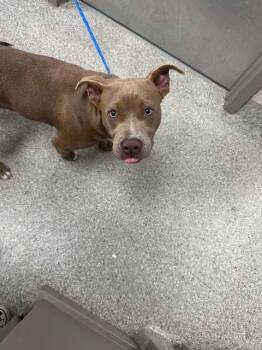 Pit Bull Terrier and Mixed Breed Dogs Available for Adoption in Pasadena, Texas - A184181 | PetCurious