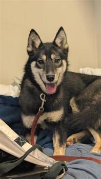 Mixed Breed Dogs Available for Adoption in Montreal, Quebec - Oups | PetCurious