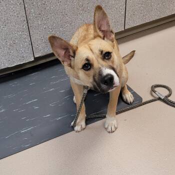 Mixed Breed Dogs Available for Adoption in Vineland, New Jersey - Maize | PetCurious
