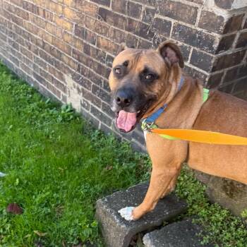 Bueller -  Mixed Breed Dog for Adoption in Pittsburgh, Pennsylvania - Bueller | PetCurious