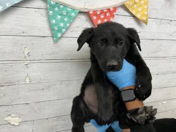 German Shepherd Dog Dogs Available for Adoption - JACK | PetCurious