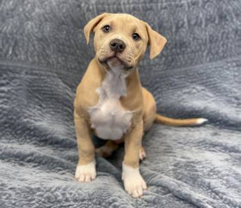 Terrier Dogs Available for Adoption in Charles Town, West Virginia - Murphy | PetCurious