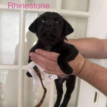Rhinestone -  Mixed Breed Dog for Adoption in Fredericksburg, Virginia - Rhinestone | PetCurious