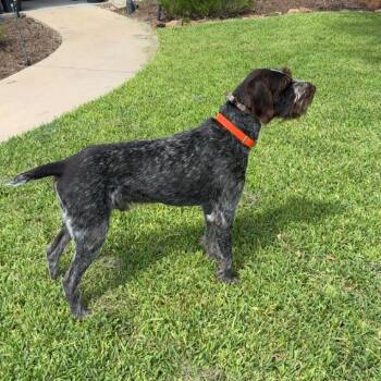 Oaken (La Grange, Texas) -  German Wirehaired Pointer Dog for Adoption in Santa Rosa, California - Oaken (La Grange, Texas) | PetCurious