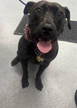 LOVEY -  Pit Bull Terrier Dog for Adoption in Indianapolis, Indiana - LOVEY | PetCurious