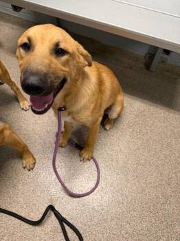 Apollo -  Anatolian Shepherd Dog for Adoption in Troy, Ohio - Apollo | PetCurious
