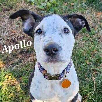 Rescue Mixed Breed Dogs for Adoption in Lapeer, Michigan - Apollo | PetCurious