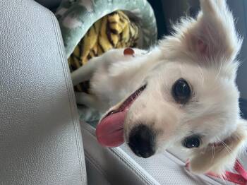 Dachshund and Chihuahua Dogs Available for Adoption in Garland, Texas - Sabrina  | PetCurious