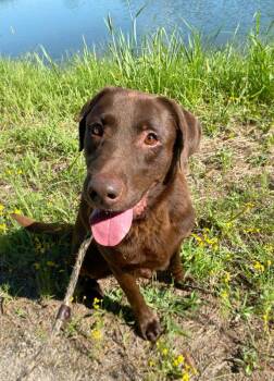 Raider -  Chocolate Labrador Retriever Dog for Adoption in Monroe, Georgia - Raider | PetCurious