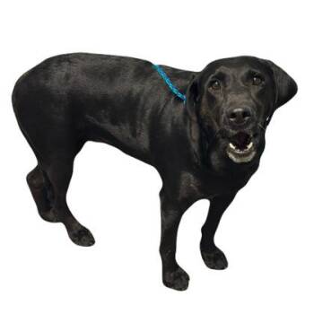Libby -  Labrador Retriever Dog for Adoption in Red Bluff, California - Libby | PetCurious