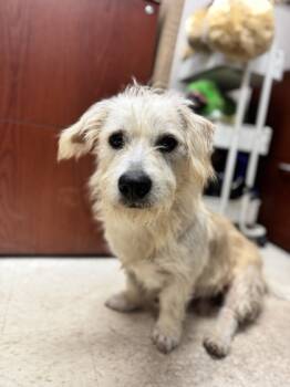 Rescue Terrier and Mixed Breed Dogs for Adoption in Houston, Texas - Philip | PetCurious