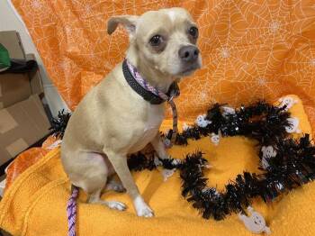 Rescue Chihuahua and Mixed Breed Dogs for Adoption in Modesto, California - WINDY | PetCurious