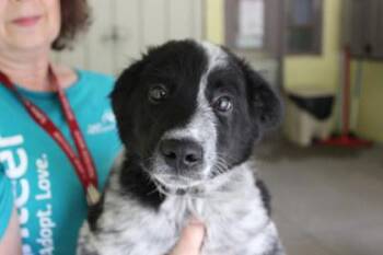 BurgerKing -  Cattle Dog and Mixed Breed Dog for Adoption in Kansas City, Missouri - BurgerKing | PetCurious