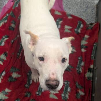 Yeti/Mars Monte -  Mixed Breed Dog for Adoption in Greenville, South Carolina - Yeti/Mars Monte | PetCurious