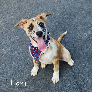Lori -  Catahoula Leopard Dog and Mixed Breed Dog for Adoption in Cleveland, Tennessee - Lori | PetCurious