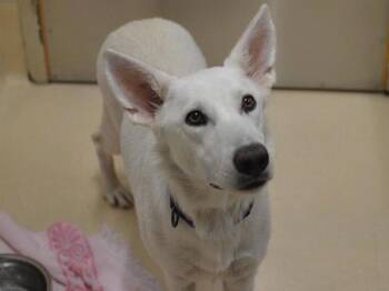 Lilly -  German Shepherd Dog Dog for Adoption in Portland, Oregon - Lilly | PetCurious