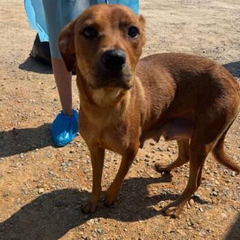 Dolly Parton 1370 -  Labrador Retriever and Mixed Breed Dog for Adoption in Loxahatchee Groves, Florida - Dolly Parton 1370 | PetCurious