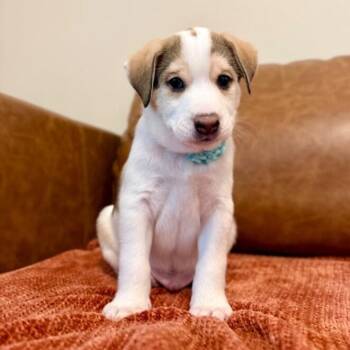 Tigger Pooh Beary Cute -  Labrador Retriever and Chihuahua Dog for Adoption in Friendswood, Texas - Tigger Pooh Beary Cute | PetCurious