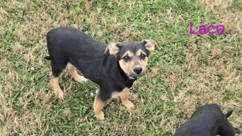 Shepherd Dogs Available for Adoption - Lace | PetCurious