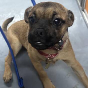 Pug and Mixed Breed Dogs Available for Adoption in Richmond, California - ELLIE | PetCurious