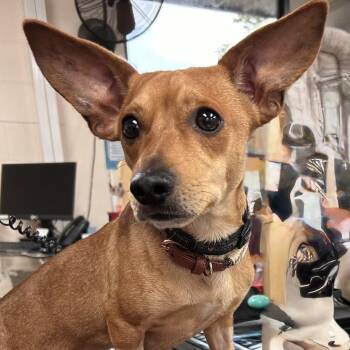 Chihuahua and Dachshund Dogs Available for Adoption in Lakeland, Florida - Flapjack | PetCurious