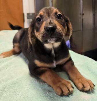 Remy -  Hound and Beagle Dog for Adoption in Sandusky, Ohio - Remy | PetCurious