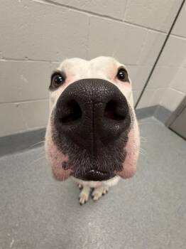 PALOMA -  Pit Bull Terrier Dog for Adoption in Indianapolis, Indiana - PALOMA | PetCurious