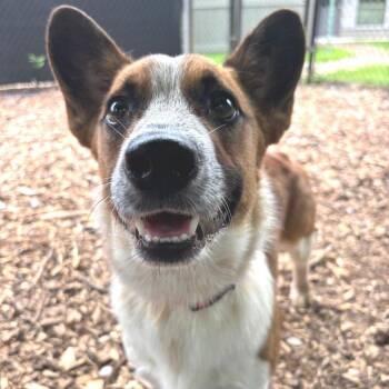 Spot -  Cardigan Welsh Corgi Dog for Adoption in Briarcliff Manor, New York - Spot | PetCurious