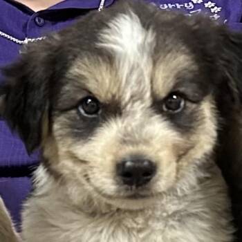 Wifi -  Australian Cattle Dog Blue Heeler and Mixed Breed Dog for Adoption in Dallas, Texas - Wifi | PetCurious