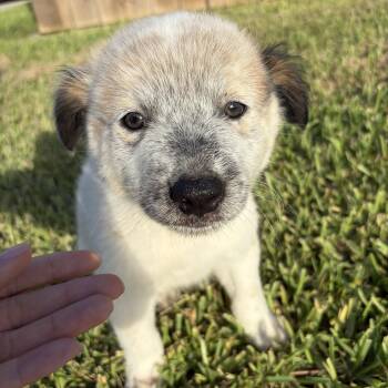 Beethoven -  Shepherd Dog for Adoption in Harlingen, Texas - Beethoven | PetCurious