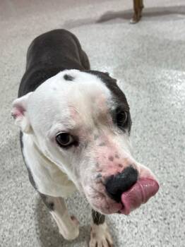 Rescue Hound Dogs for Adoption in New Orleans, Louisiana - Sonny | PetCurious