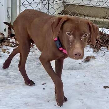Labrador Retriever Dogs Available for Adoption - Chunky | PetCurious