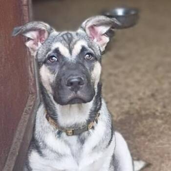Shepherd and Husky Dogs Available for Adoption in Houston, Texas - Butter - A George Clooney Gentleman | PetCurious
