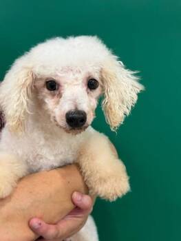 Ayrcyia -  Bichon Frise Dog for Adoption in Blue Springs, Missouri - Ayrcyia | PetCurious