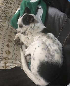 Spot -  Jack Russell Terrier and Rat Terrier Dog for Adoption in Columbia, Tennessee - Spot | PetCurious