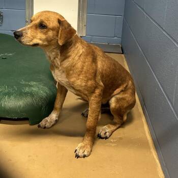 Terrier Dogs Available for Adoption - Zapp | PetCurious