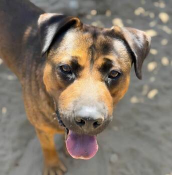 Glenn -  Pit Bull Terrier and German Shepherd Dog Dog for Adoption in Naperville, Illinois - Glenn | PetCurious