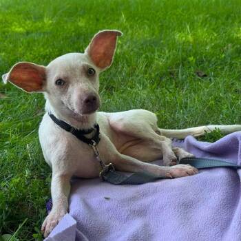 Trinket -  Mixed Breed Dog for Adoption in Fredericksburg, Virginia - Trinket | PetCurious