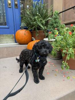 Onyx -  Poodle Dog for Adoption in New York, New York - Onyx | PetCurious