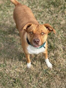 Beagle and Labrador Retriever Dogs Available for Adoption - Butterscotch Pie | PetCurious