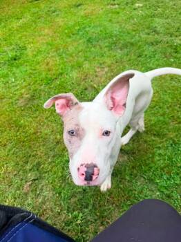 Penny -  American Staffordshire Terrier Dog for Adoption in Portland, Maine - Penny | PetCurious