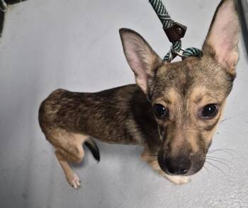 Pen 225 -  Terrier Dog for Adoption in Lawrenceville, Georgia - Pen 225 | PetCurious